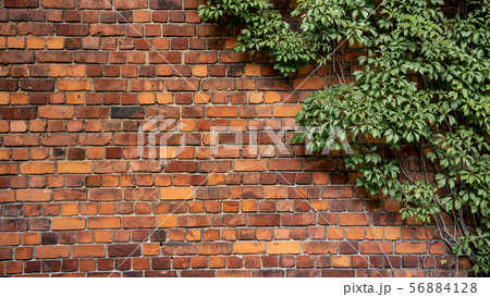 Climbing plant growing on antique brick wall Climbing plant growing on antique brick wall 56884128