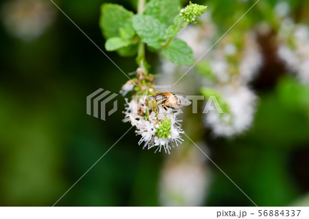 キゴシハナアブ 56884337