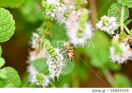キゴシハナアブ 56884339