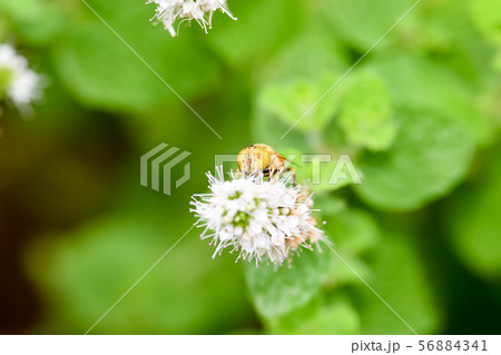 キゴシハナアブ 56884341