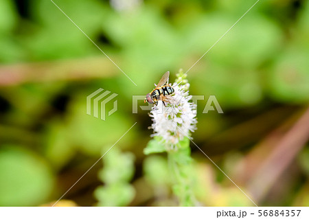 ルリハナアブ 56884357