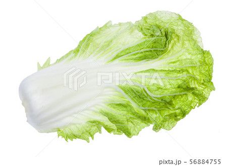 back side of fresh green leaf of Napa cabbage 56884755