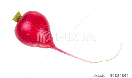 single root of organic red radish isolated single root of organic red radish isolated 56884842