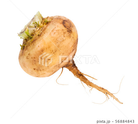 single fresh organic yellow turnip isolated single fresh organic yellow turnip isolated 56884843