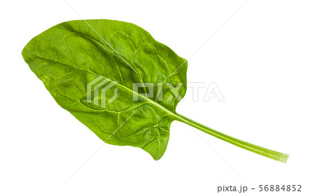 fresh leaf of spinach herb isolated on white 56884852