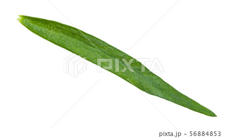 green leaf of tarragon (estragon) isolated 56884853