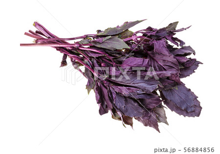 bunch of fresh dark purple basil herb isolated bunch of fresh dark purple basil herb isolated 56884856