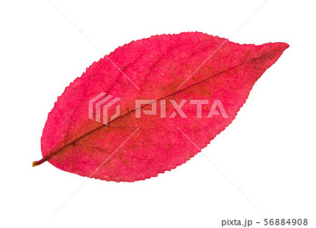 autumn pink leaf of euonymus plant isolated 56884908