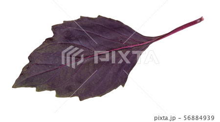leaf of fresh dark purple basil herb isolated 56884939