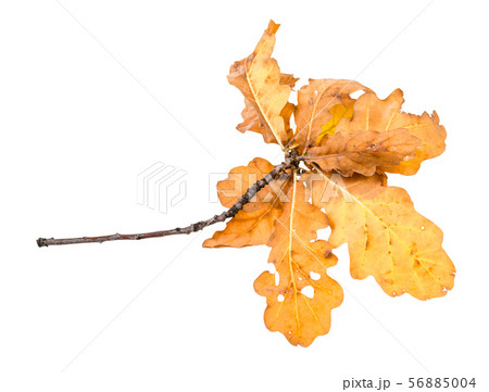 branch with yellow and brown oak leaves in autumn 56885004