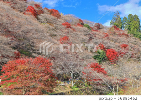 【愛知県】晴天下の川見四季桜と紅葉 56885462