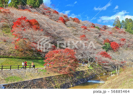 【愛知県】晴天下の川見四季桜と紅葉 56885464