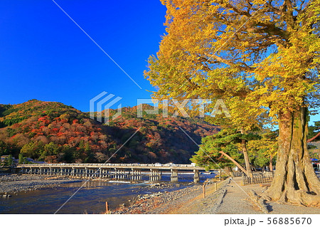 【京都府】紅葉の嵐山渡月橋 【京都府】紅葉の嵐山渡月橋 56885670