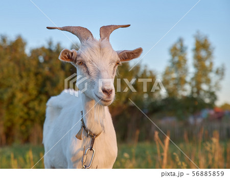 young goat with curved horns grazing in meadow  56885859