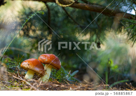two mushrooms stretch towards the sunlight 56885867