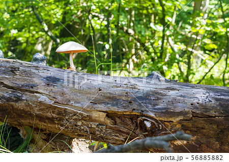 mushroom grows from log 56885882