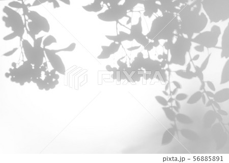 gray shadow of the leaves on a white wall gray shadow of the leaves on a white wall 56885891