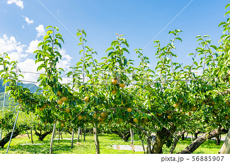 梨の木 56885907