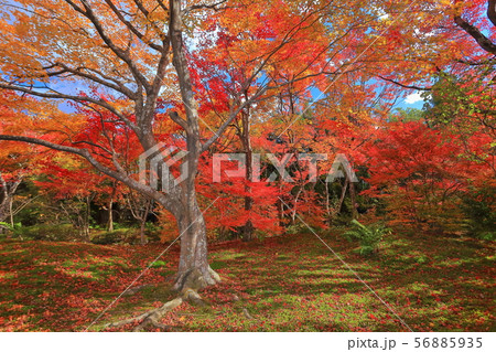 【京都府】宝筐院の紅葉 【京都府】宝筐院の紅葉 56885935