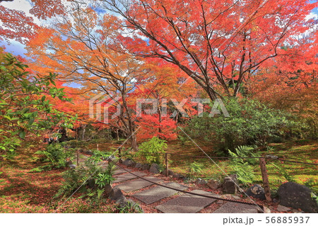 【京都府】宝筐院の紅葉 【京都府】宝筐院の紅葉 56885937