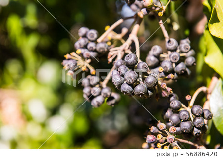 A wild black berry on one side of a road in Grimaldo 56886420