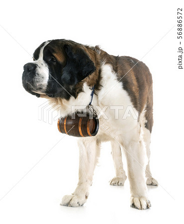 saint bernard in studio saint bernard in studio 56886572