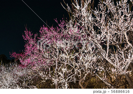 偕楽園 梅林 夜梅ライトアップ風景 （茨城県水戸市） 2019年3月 56886616