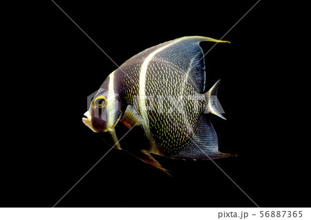 フレンチエンゼルフィッシュ 56887365