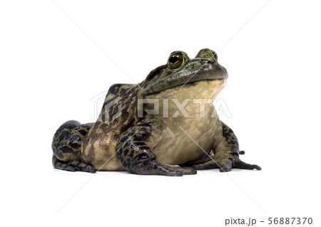ウシガエル ウシガエル 56887370