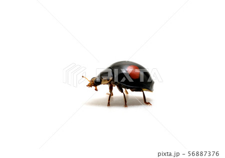 テントウムシ テントウムシ 56887376