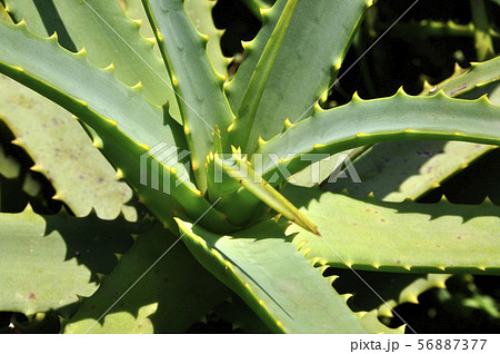 アロエ 56887377