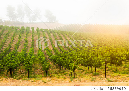 Beautiful Wine Grape Vineyard In The Morning Sun 56889050