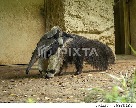 オオアリクイ 56889136