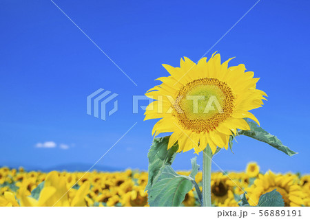 北海道のヒマワリ畑 56889191