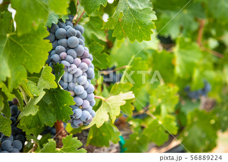 Lush Wine Grapes Clusters Hanging On The Vine 56889224