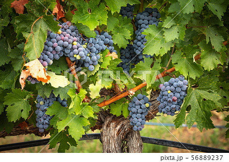 Lush Wine Grapes Clusters Hanging On The Vine Lush Wine Grapes Clusters Hanging On The Vine 56889237