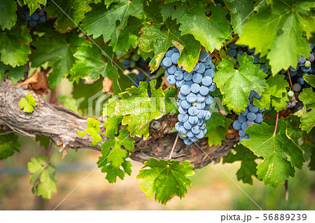 Lush Wine Grapes Clusters Hanging On The Vine 56889239