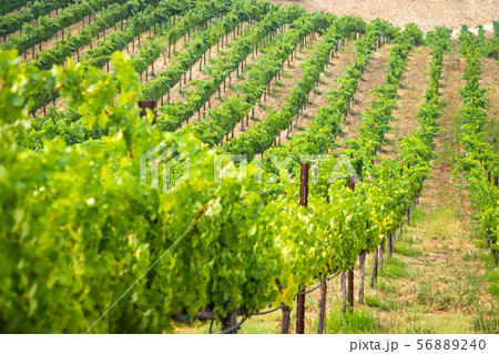 Beautiful Wine Grape Vineyard In The Morning Sun 56889240
