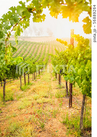 Beautiful Wine Grape Vineyard In The Morning Sun 56889264