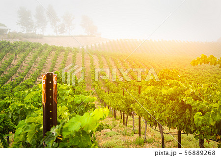 Beautiful Wine Grape Vineyard In The Morning Sun Beautiful Wine Grape Vineyard In The Morning Sun 56889268