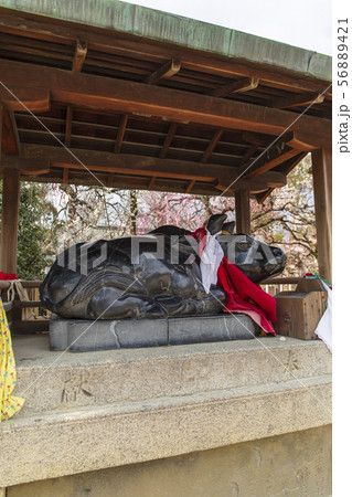 臥牛/北野天満宮/京都市 56889421