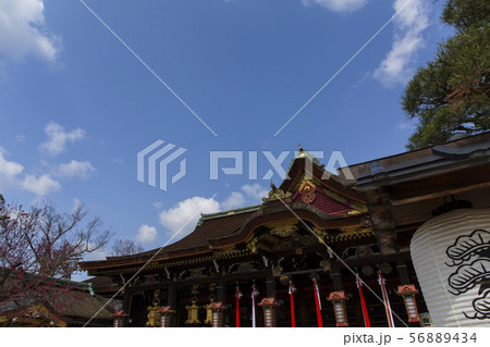 梅の木/北野天満宮/京都市 56889434
