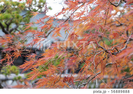 高野山の紅葉 56889888