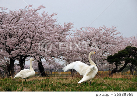 瓢湖の春 56889969