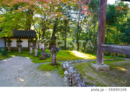槇尾山　秋の西明寺 56890106