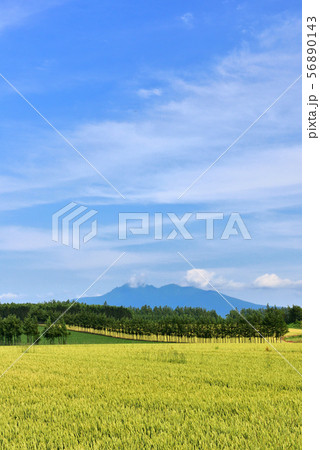 道東の小麦畑 56890143