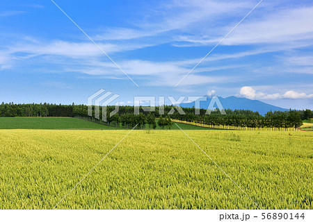道東の小麦畑 道東の小麦畑 56890144