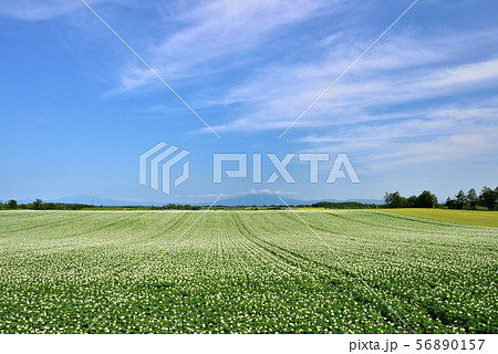 道東のジャガイモ畑 56890157