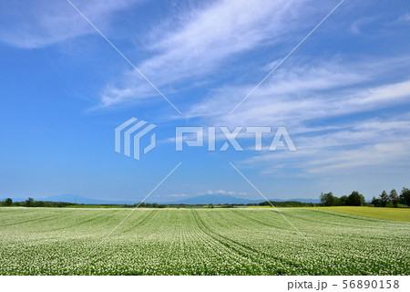 道東のジャガイモ畑 56890158