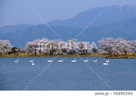 瓢湖の春 56890389